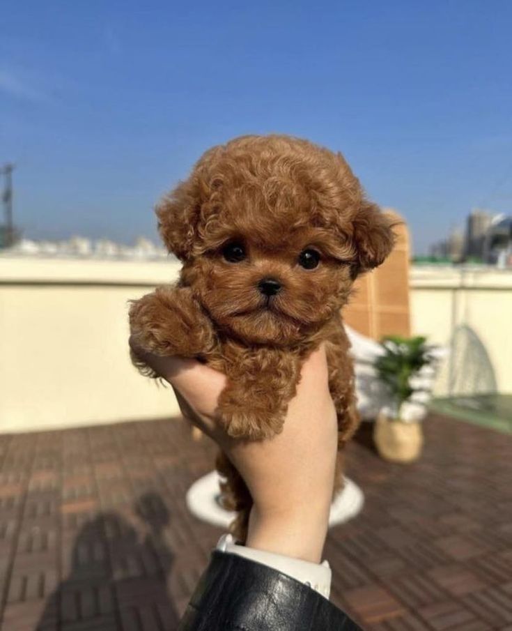 Adult Teacup Poodle